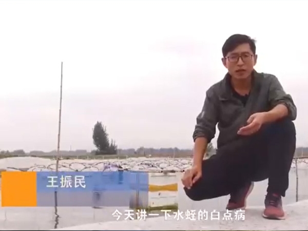 云顶国际白点病产生涯法规及防治步骤