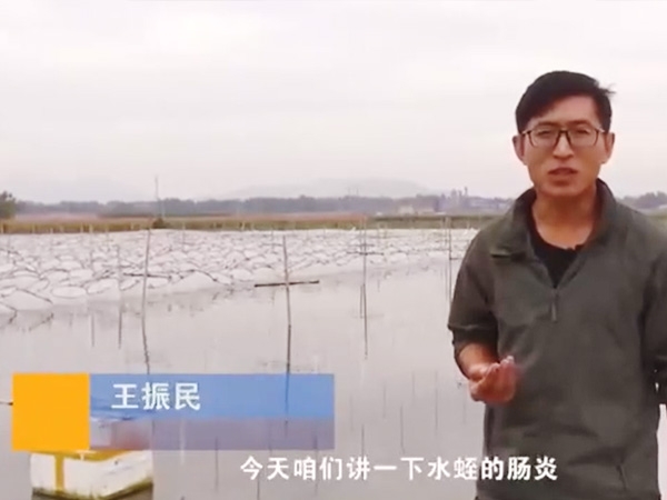 云顶国际胀气型肠炎产生法规及防治步骤