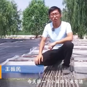 云顶国际幼苗的下水步骤