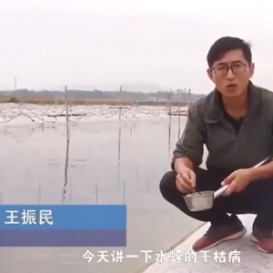 云顶国际干枯病产生涯法规及防治步骤